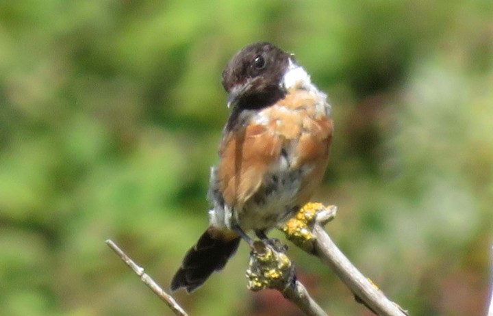 Braunkehlchen